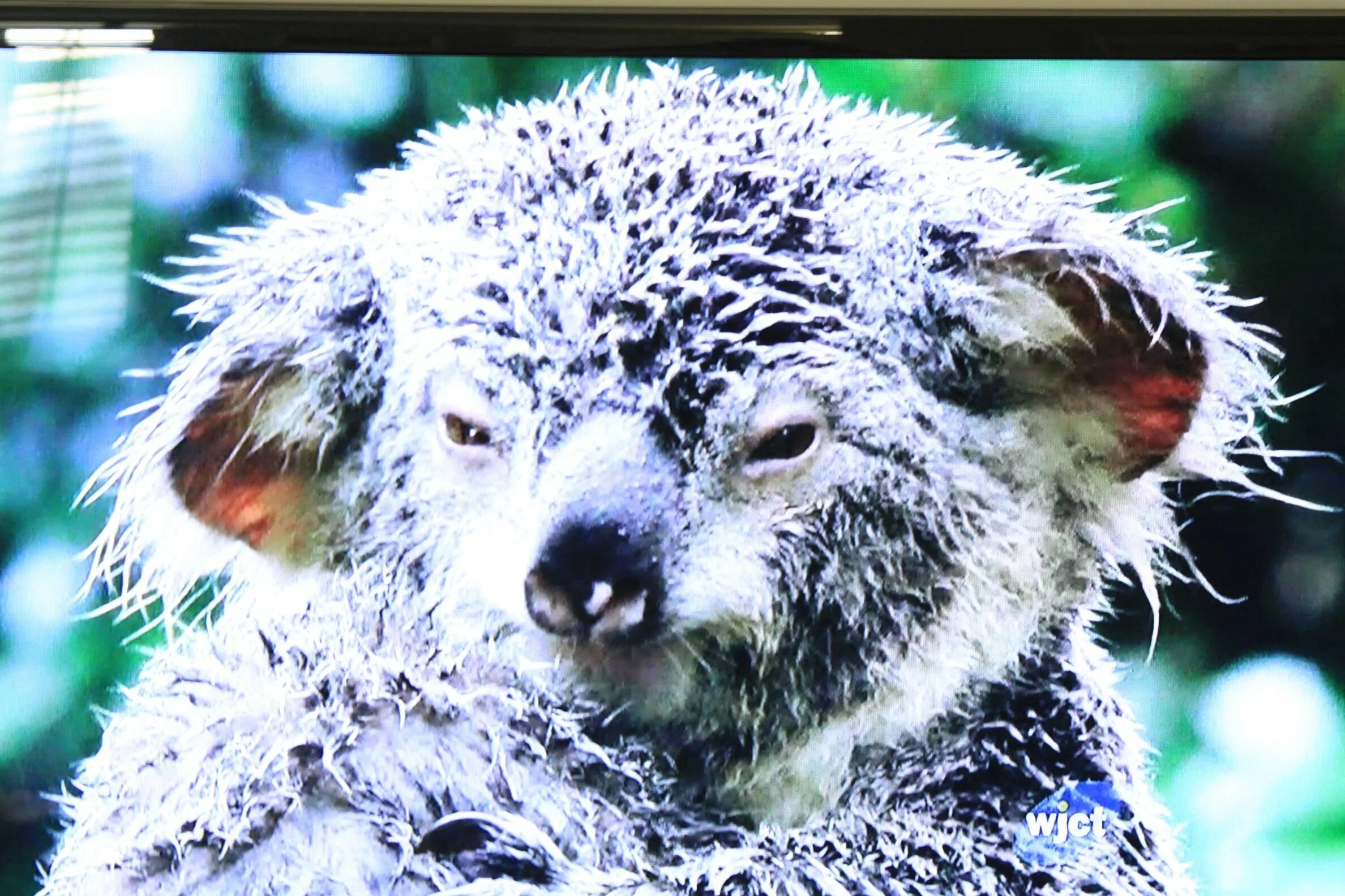Коала страшная. Мокрая коала. Мокрая Куала Куала страшная. Мокрая коала мокрая коала. М̆̈о̆̈к̆̈р̆̈ӑ̈я̆̈ к̆̈о̆̈ӑ̈л̆̈ӑ̈.