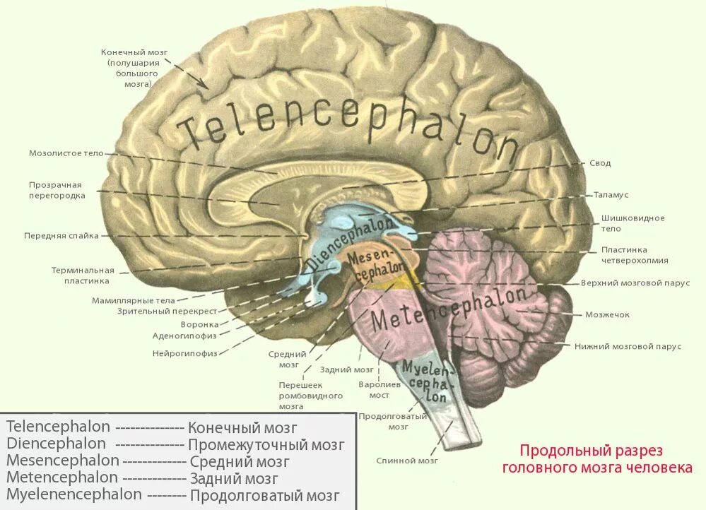 Головной мозг границы. Отделы головного мозга анатомия латынь. Головной мозг анатомия латынь. Отделы мозга анатомия на латыни. Головной мозг строение на латыни.