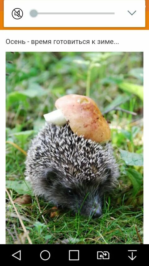 Грибы под елью. Ёжик с грибочками на спине. Живопись грибы в лесу. Гриб с ежами. Гриб с ежами.