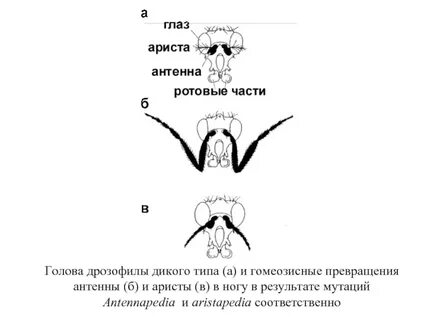Мутация дрозофилы