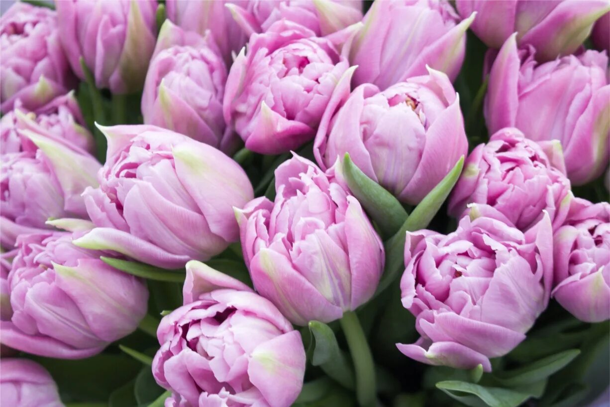 тюльпан иванов. тюльпаны минск. тюльпан minsk. тюльпаны минск. тюльпан minsk.