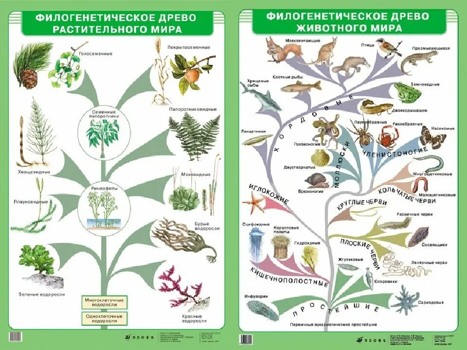 Филогенетическое Древо растений и животных. Филогенетическое Древо организмов. Схема эволюционного древа