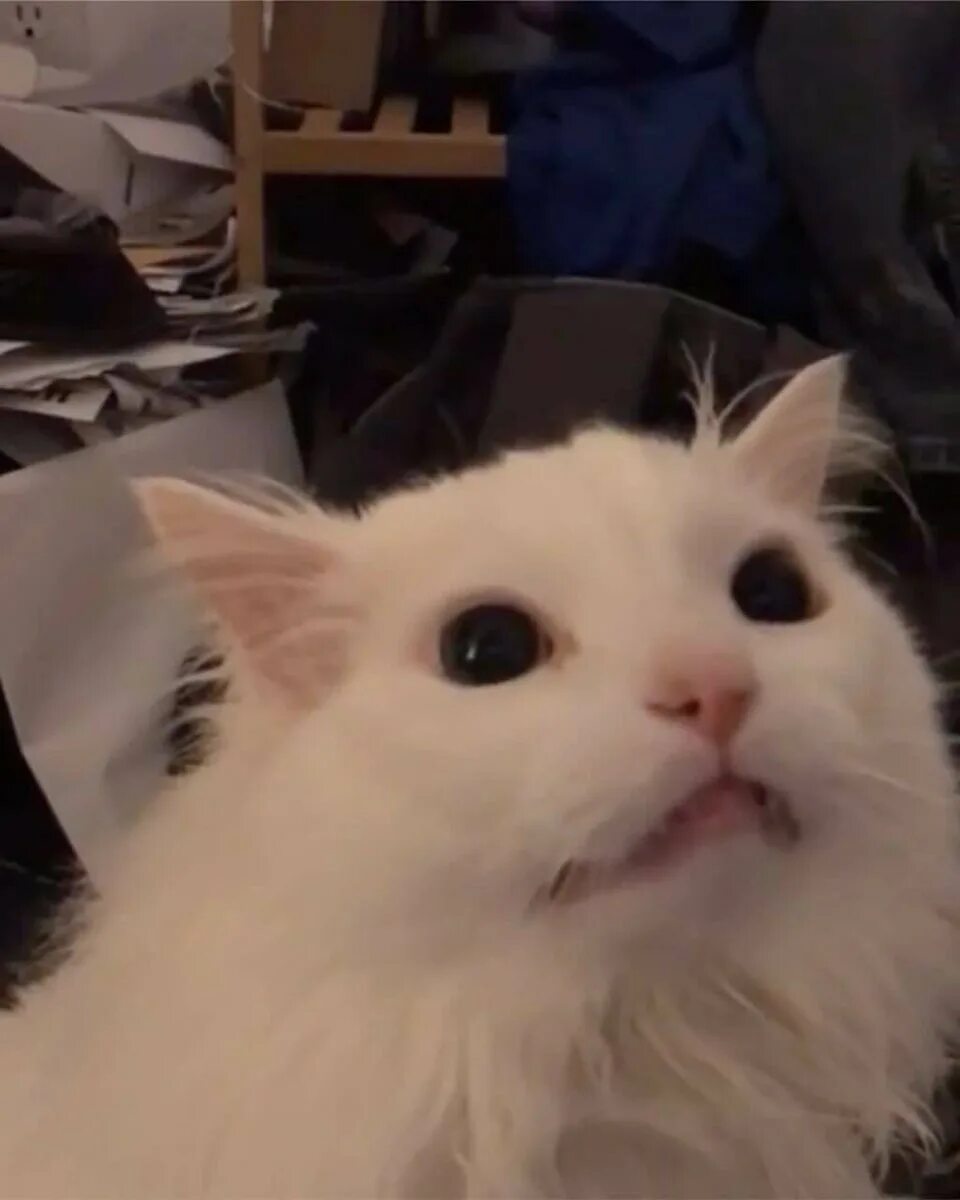 Мемный белый кот. Мемный белый кот