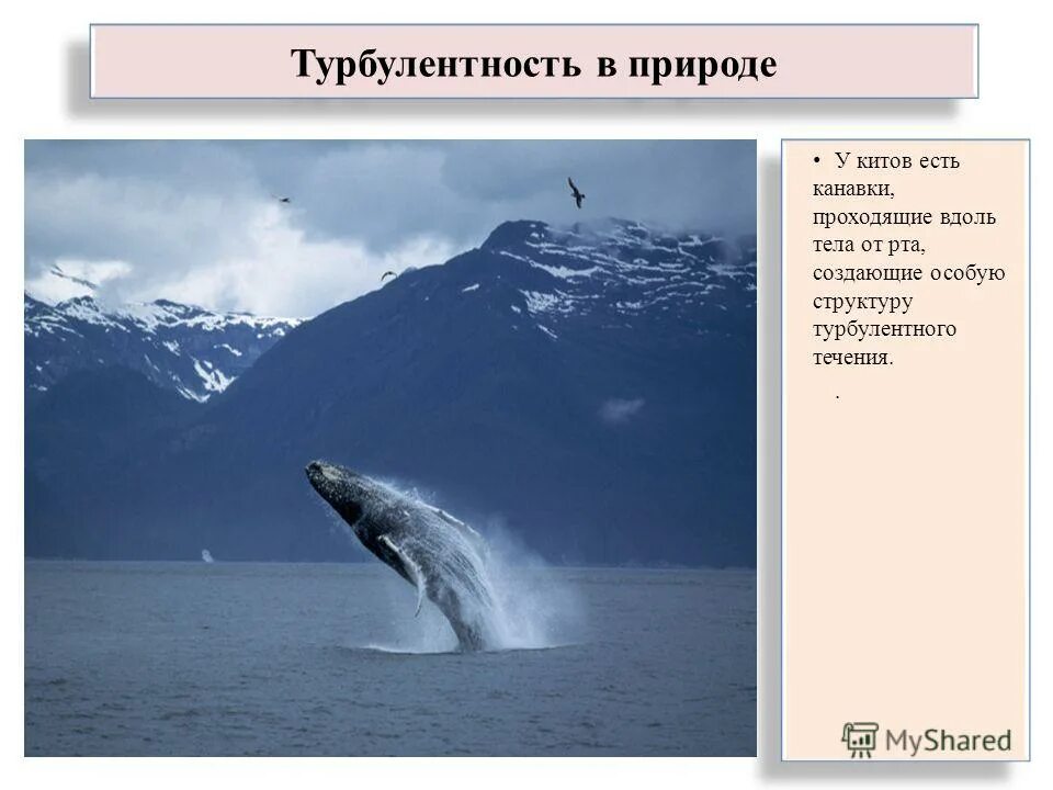 Турбулентность простыми словами. Роль в природе китообразных. Турбулентность в природе. Роль китов в природе. Роль в природе и жизни человека китообразных.