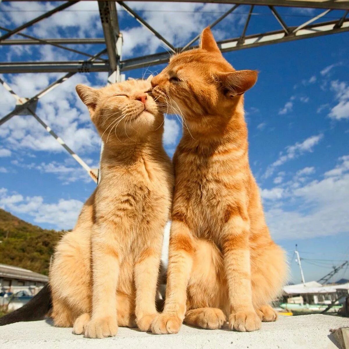 Влюбленные кошки. Котики любовь. Два котика. Кошки обнимашки.