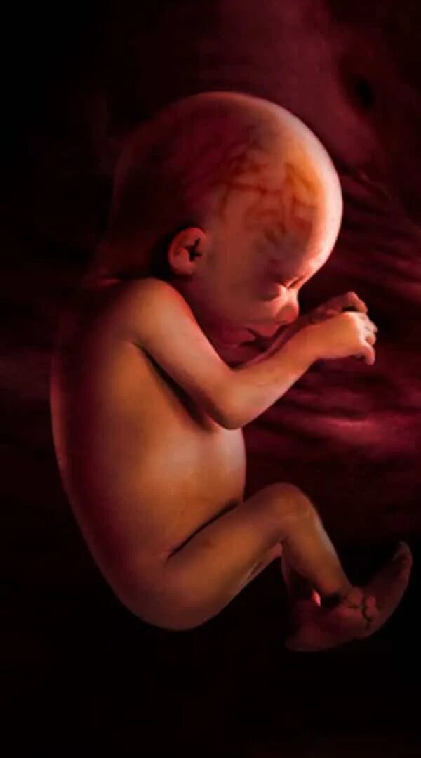35 недель развитие. Плод на 33 недели беременности в утробе. Малыш на 35 неделе беременности в утробе. 35 Недель беременности фото плода. Ребенок в утробе на 33 неделе беременности.