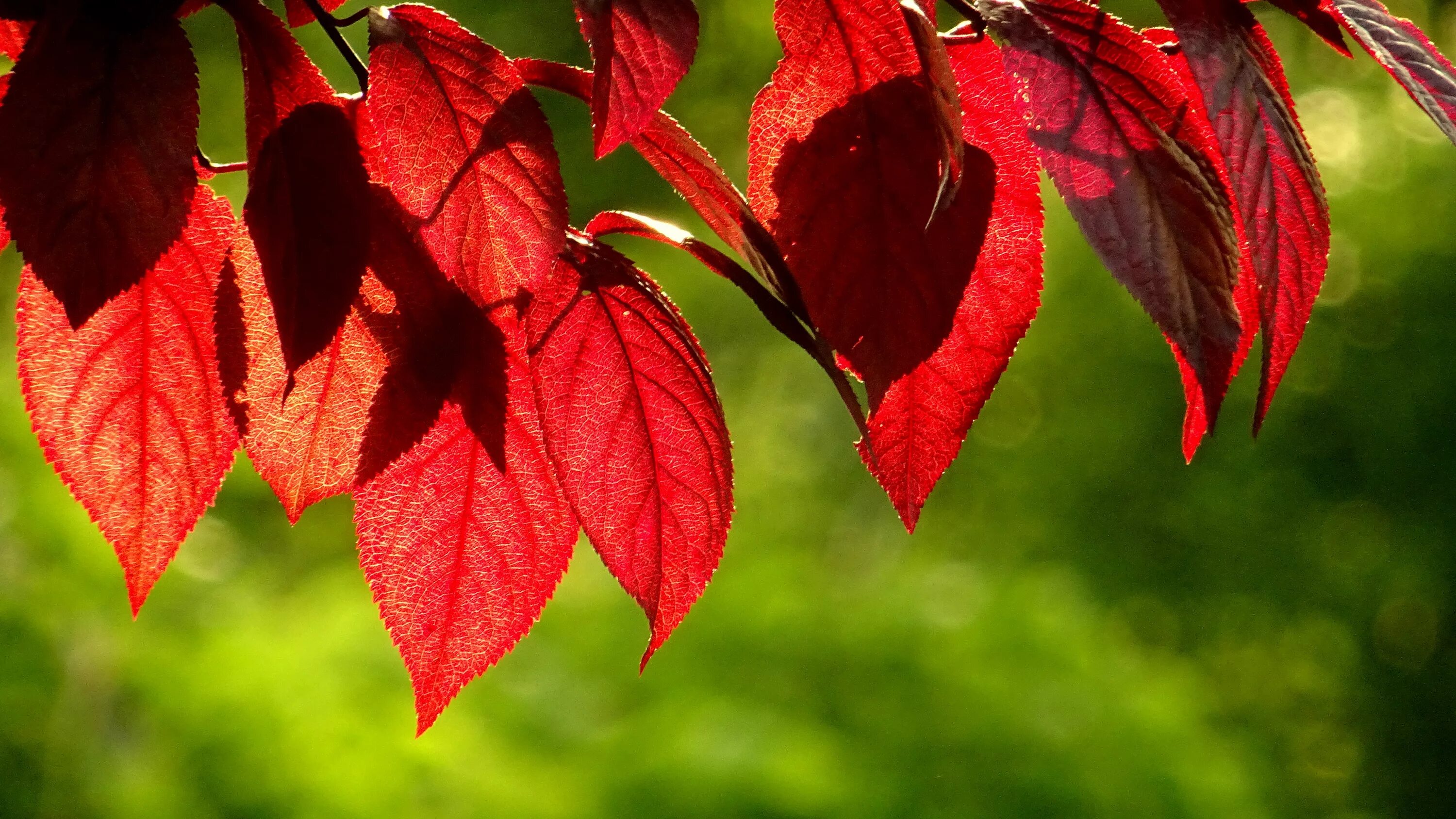 Листья краснеют по краям. Красивые листья. Красные осенние листья. Красный лист. Осень красные листья.