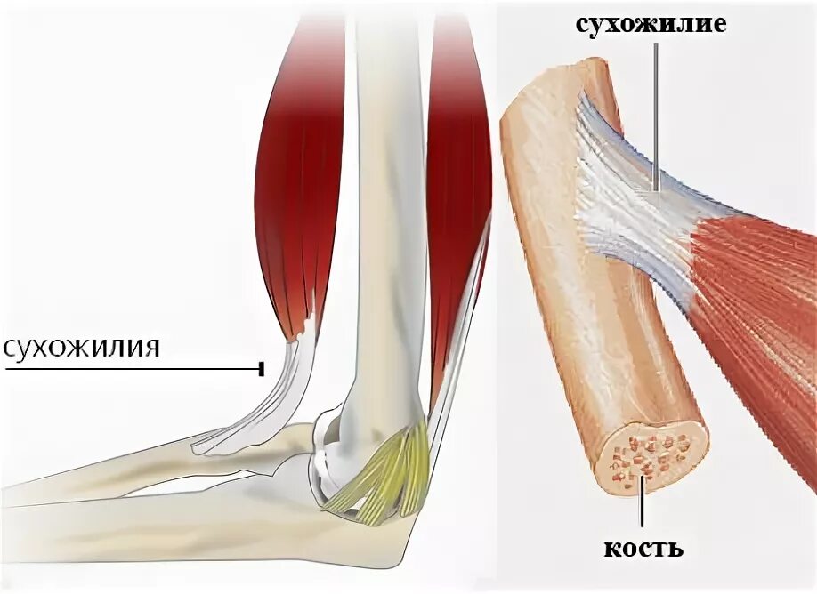 Соединительная мышца. Прикрепление сухожилия к кости. Надкостница мышца сухожилие. Сухожилия мышц прикрепляются к. Мышцы связки сухожилия человека.