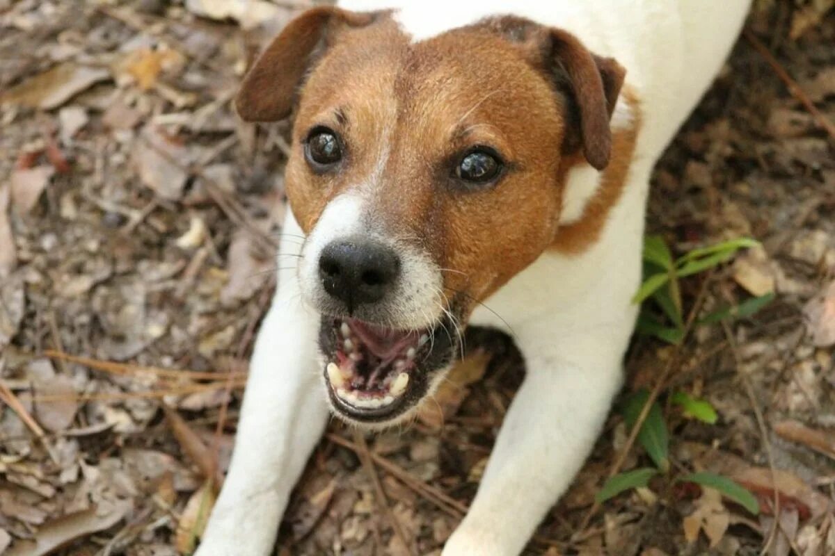 Частный сектор лай собаки. Джек Рассел. Jack Russell Terrier. Парсон-Рассел-терьер гладкошерстный. Собака Джек Рассел терьер.