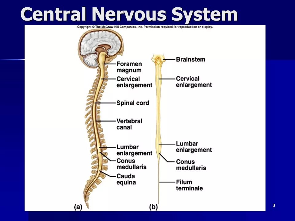 Центральная нервная система. Wtynhfkmyfzнервная система человека. Central nervous System. Нервная система на латинском. Нервная система латынь