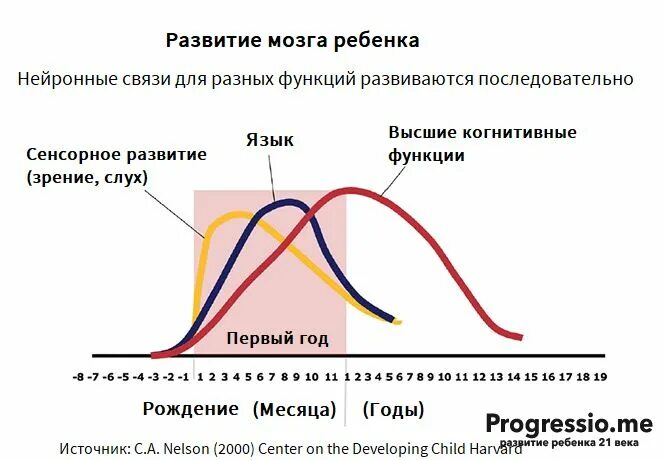 Головной мозг ребенка. Развитие мозга ребенка. Этапы развития мозга. Формирование головного мозга. Как развивается мозг ребенка.