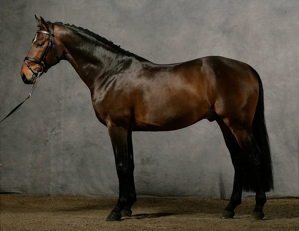 Thoroughbreds and their colors by Weidenhof on DeviantArt Horses, Horse racing, 