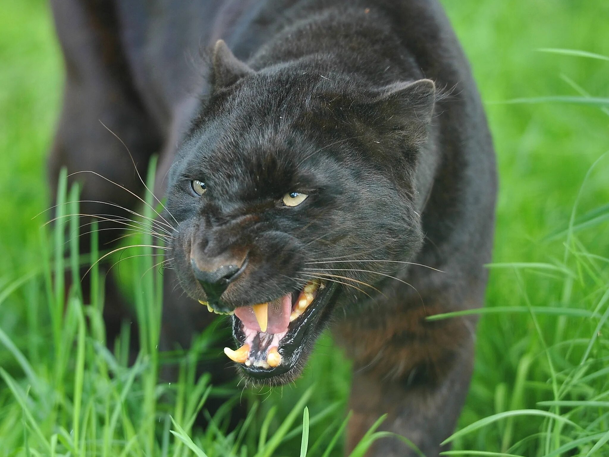 Пума черная. Пума и пантера. Альфа пантера. Черная пантера оскал Пума. Predator animals