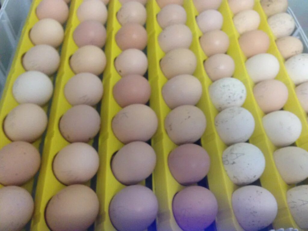 Инкубационное яйцо купить с доставкой по россии. 150 Шт инкубационное яйцо. Инкубаторские яйца. Инкубационное яйцо бройлера. Фиолетовое яйцо инкубационное.