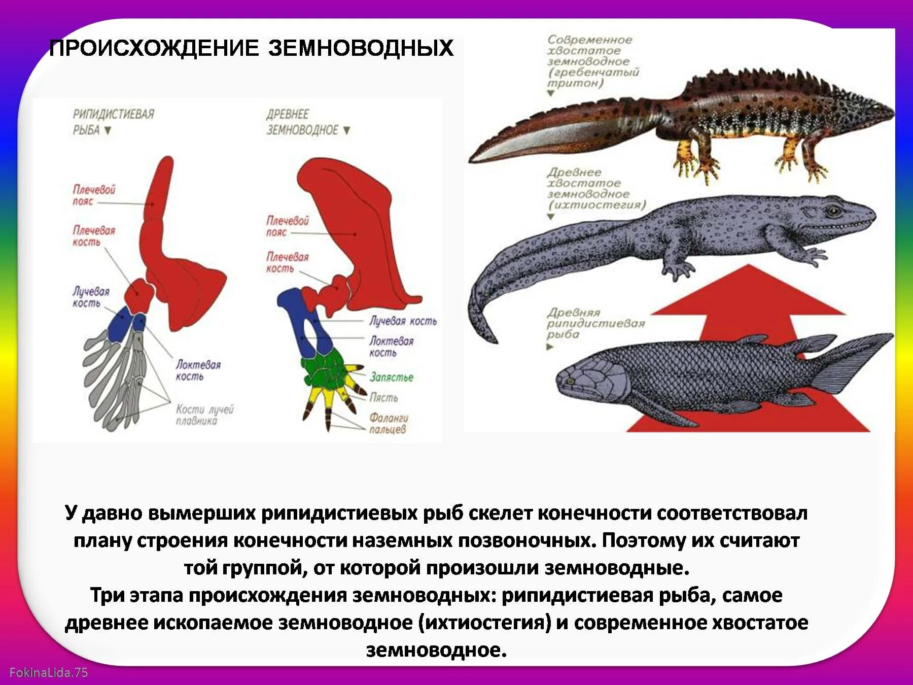 Системы органов земноводных строение и функции. У земноводных есть плавники. внешняя характеристика земноводных. класс земноводные или амфибии 7 класс внутреннее строение. земноводные егэ биология.