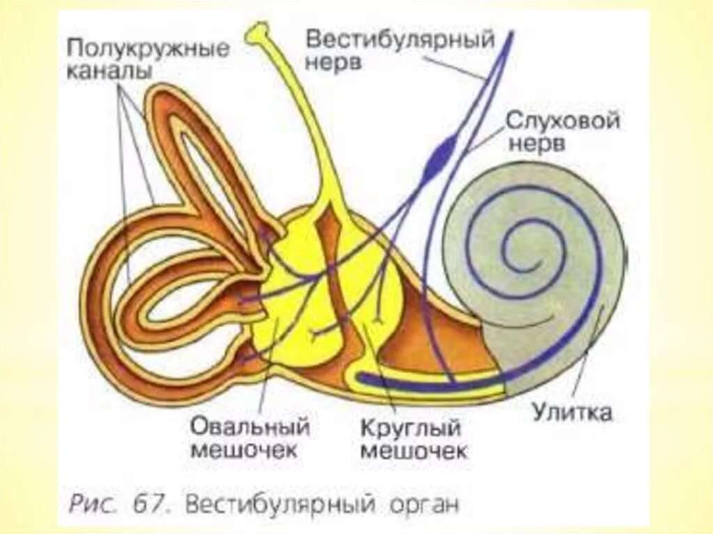 Периферический отдел вестибулярного аппарата. Вестибулярный анализатор внутреннее ухо. Вестибулярный анализатор строение мешочки полукружные каналы. Внутреннее ухо вестибулярный анализатор анатомия. Вестибулярный аппарат (анализатор равновесия).
