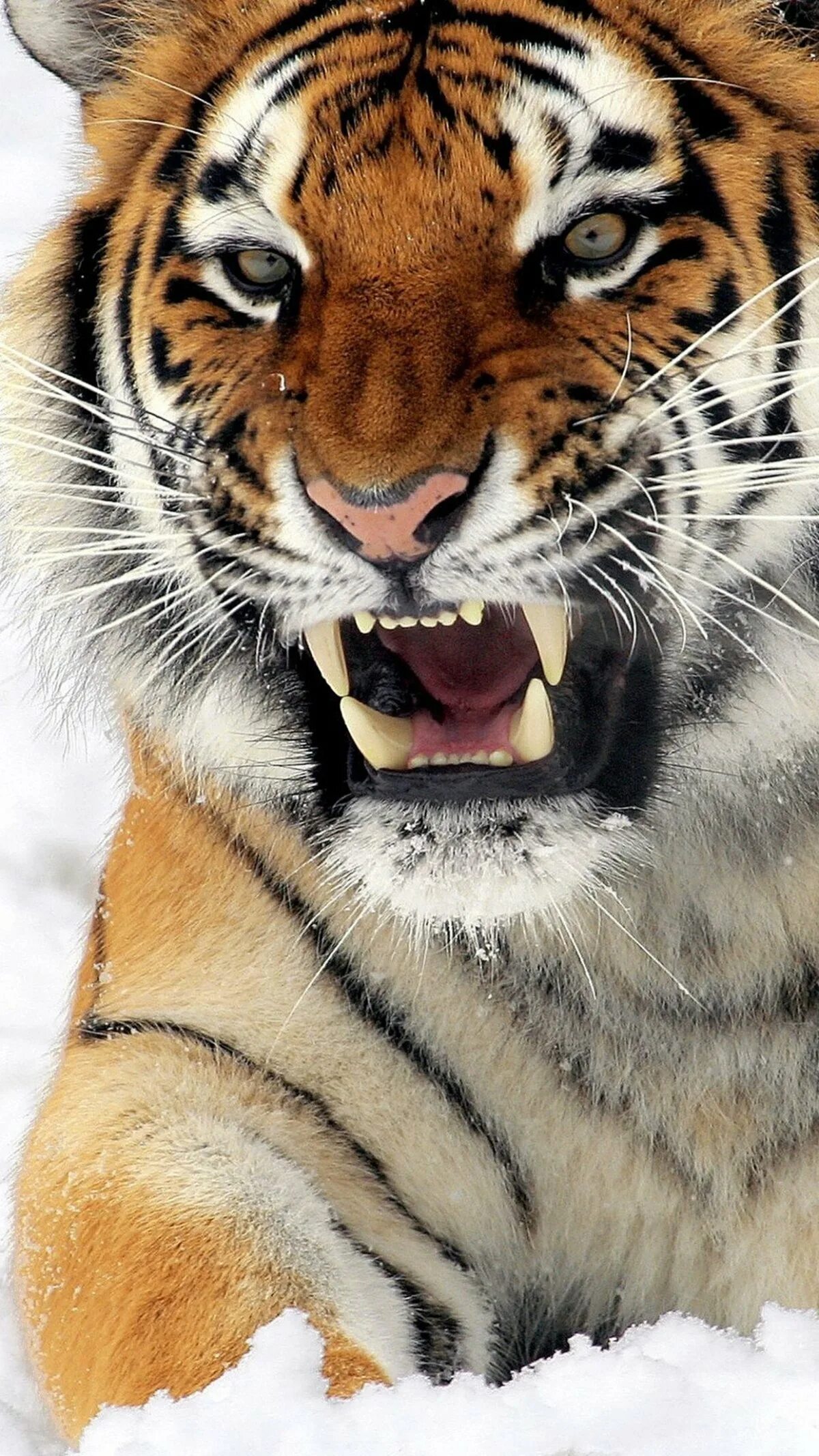 Заставки на телефон тиграми бесплатные. Амурский тигр. Красивый тигр. Тигр оскал. Тигр красиво.