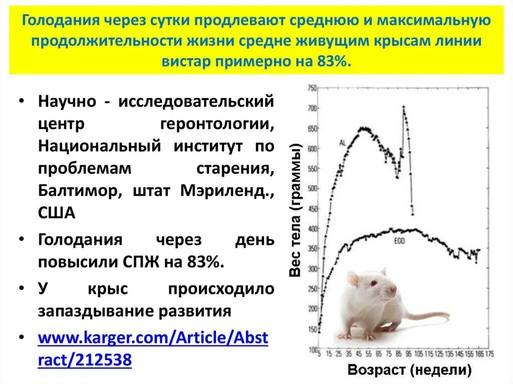 Продолжительность жизни мыши. Продолжительность жизни крысы. Продолжительность жизни домашней крысы. Домашняя крыса срок жизни. Средняя Продолжительность жизни крысы.