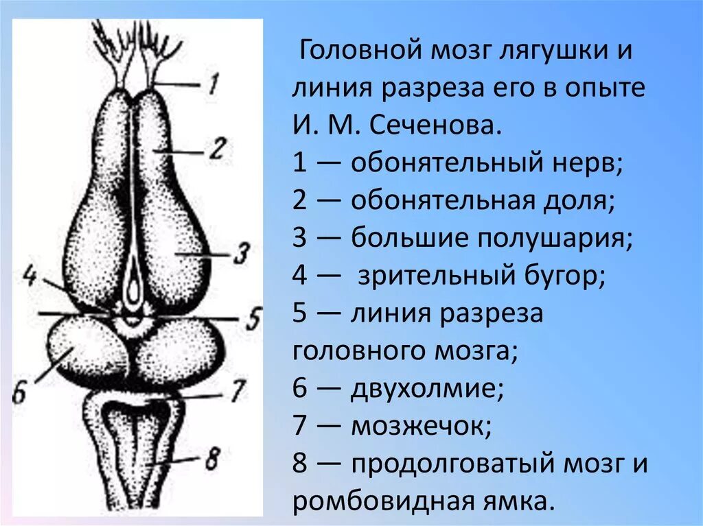 Отделы головного мозга лягушки. Строение головного мозга лягушки. строение головного мозга легушкр. строение головного мозга лягушки рисунок. строение головного мозга жабы.