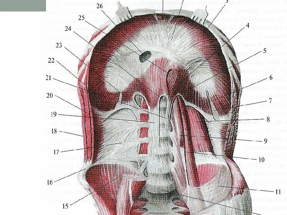 Стенка анатомия. Диафрагма анатомия Синельников. Диафрагма брюшной полости анатомия. Диафрагма анатомия мышцы. Сухожильный центр диафрагмы анатомия.