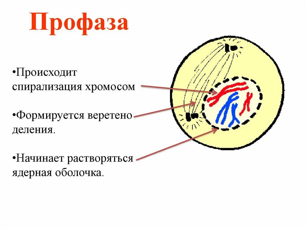 Профаза 1. Профаза спирализация хромосом. Интерфаза профаза. Профаза клетки.