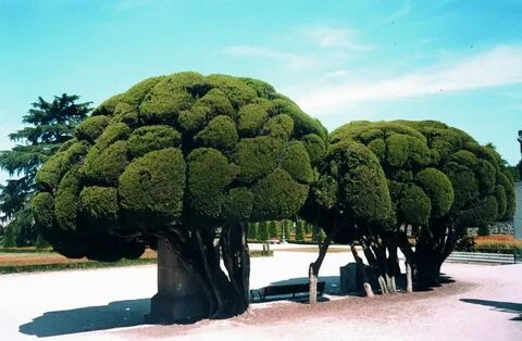 Tree had