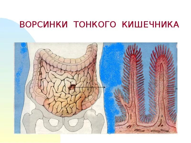 Ворсинки тонкого кишечника анатомия. Ворсинчатый эпителий кишечника. Тонкая кишка кишечная Ворсинка. Микроворсинки тонкого кишечника.