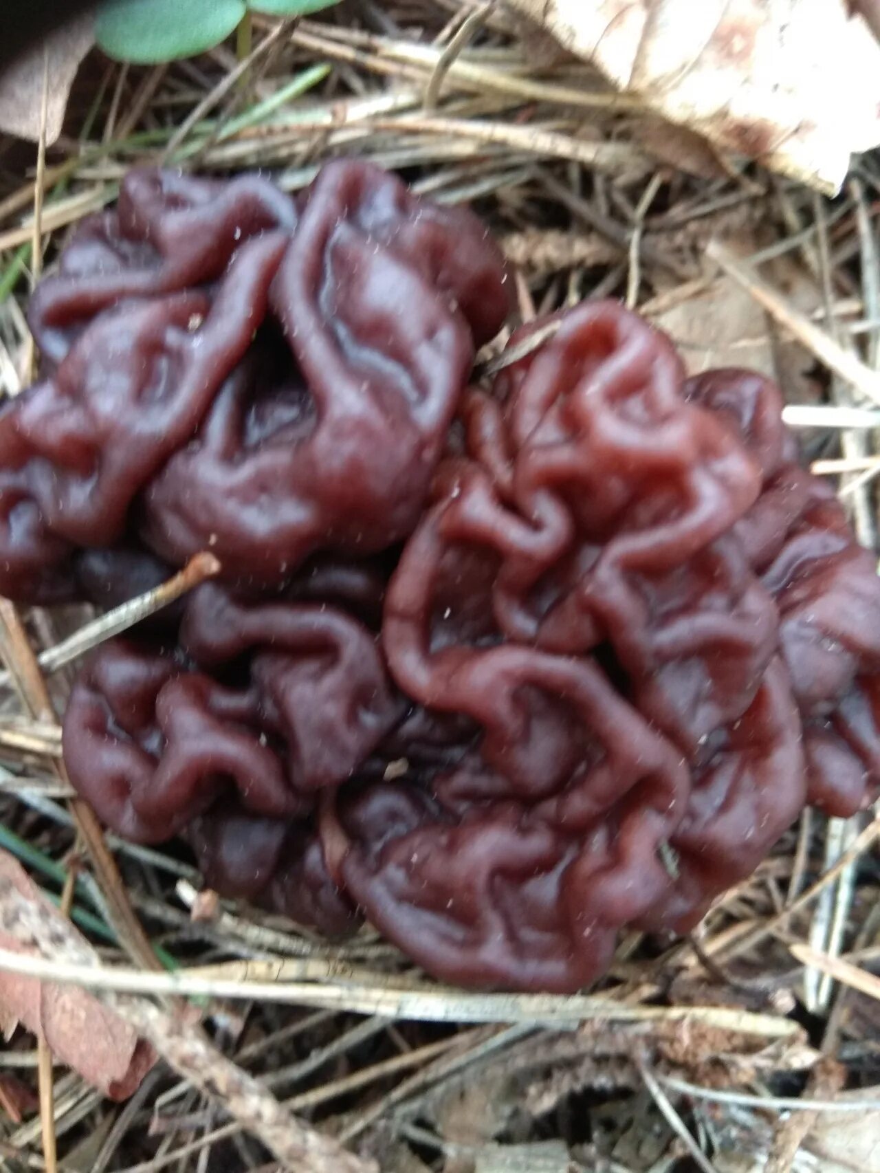 Гриб строчок гигантский. Б строчок обыкновенный. Б строчок обыкновенный. Строчок и сморчок обыкновенный. Строчок обыкновенный гриб фото.