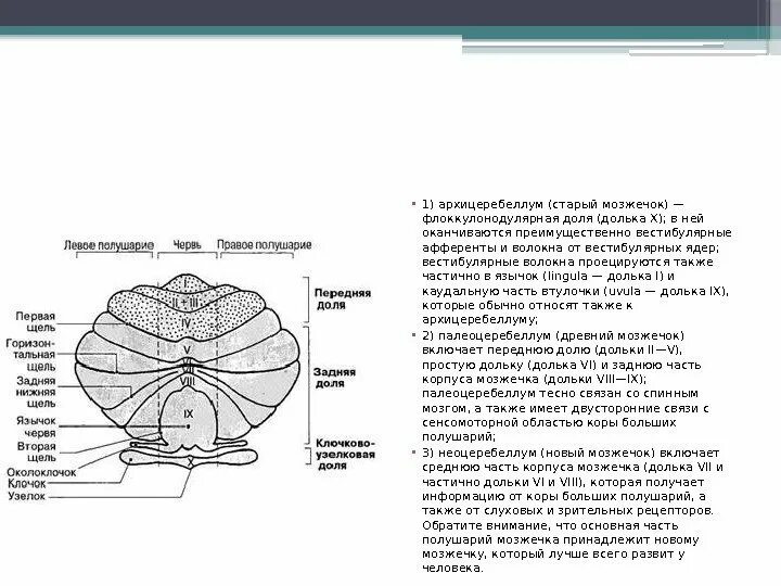 Как проверить мозжечок. Ядра мозжечка схема. флоккулонодулярная доля мозжечка. мозжечок архицеребеллум. мозжечок доли и дольки мозжечка.