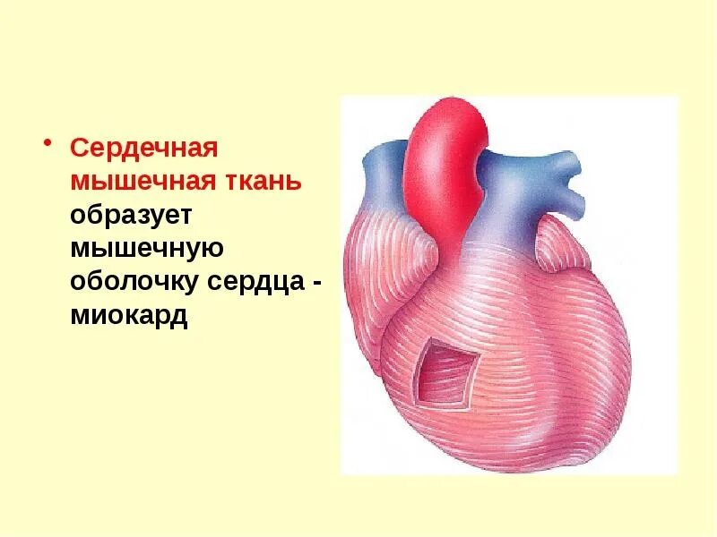 Сердечная мышца представлена тканью. Миокард сердечной мышцы. Мышечная ткань сердца миокард. Строение сердечной мышцы анатомия. Строение сердца мышца миокарда.
