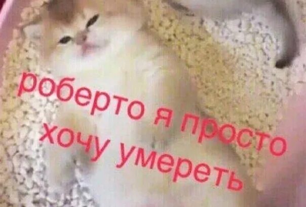 Все мемы Лайкни или кот умрёт - Рисовач .Ру