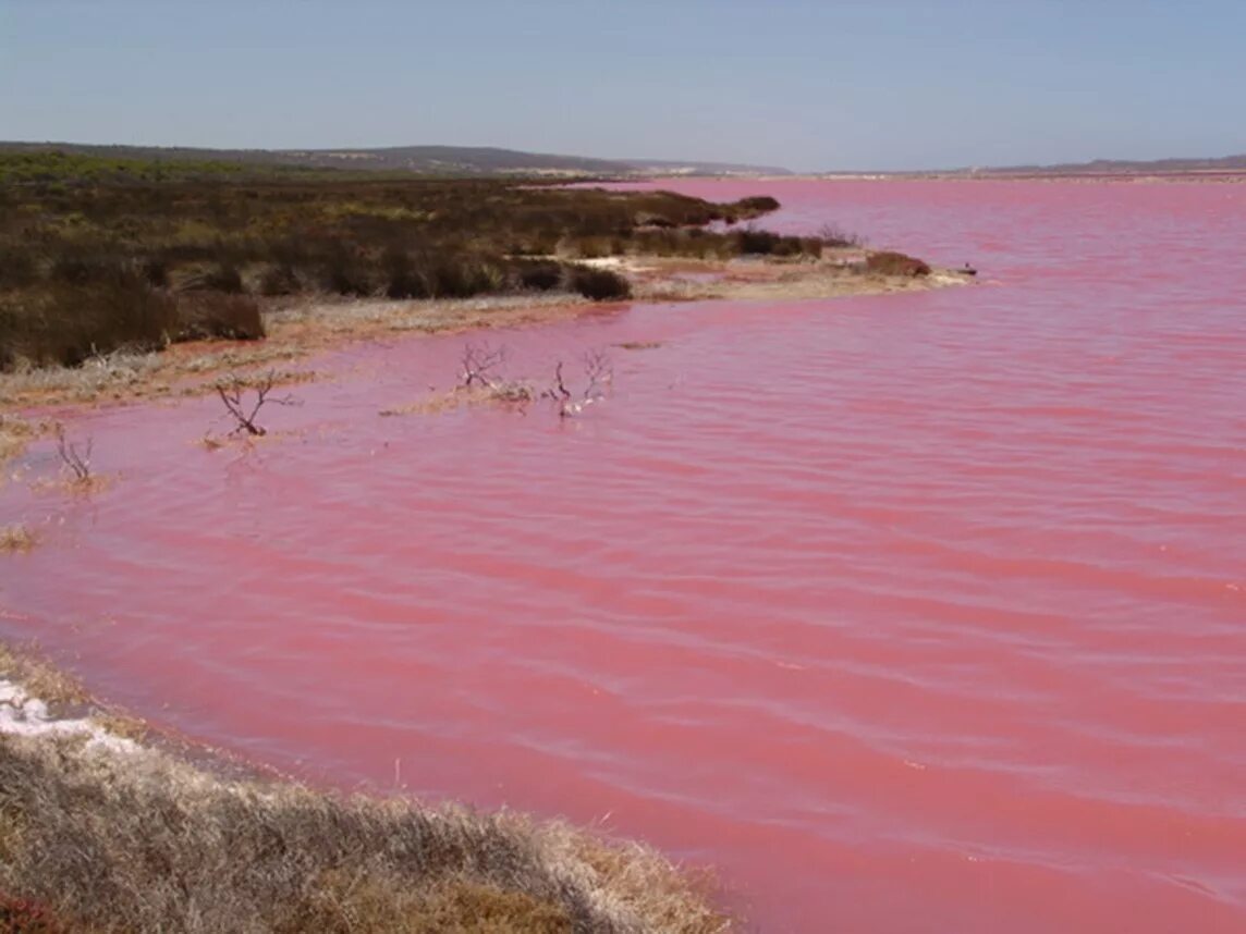 Есть розовое озеро. Озеро Хиллер. Озеро Ретба Сенегал. Озеро Хиллиер, Австралия. Озеро Хилер во встралии.