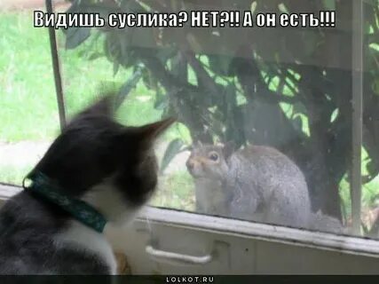 Почему приходи белочка