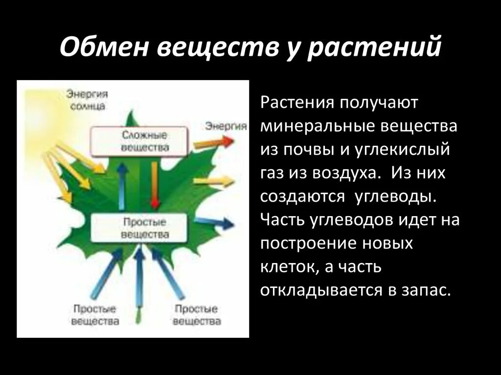 15 дыхание и обмен веществ у растений. Процесс обмена веществ у растений. Особенности обмена веществ у растений. Процессы обмена веществ у растений 7 класс биология. Обмен вещест у расткрмей.