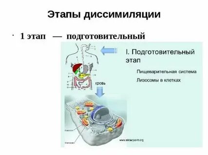 Что такое диссимиляция перечислите ее этапы