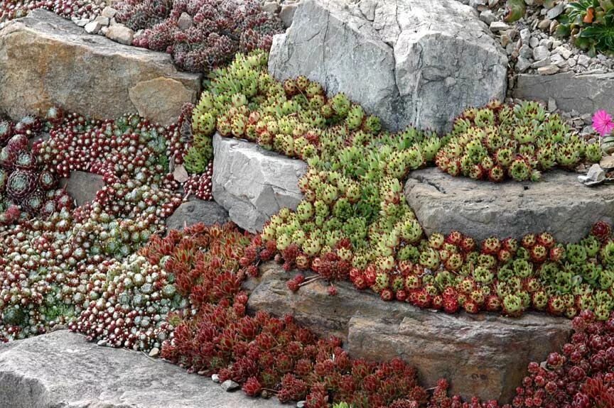 Альпийская горка с каменной розой молодило. Альпийская живучка Sempervivum. Почвопокровники Суккуленты. Молодило Каменистый сад.