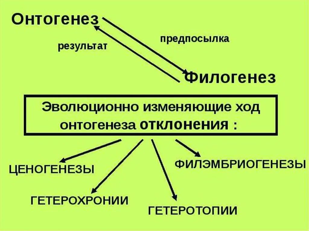 Онтогенез основа филогенеза. Взаимосвязь онтогенеза и филогенеза. Развитие онтогенез и филогенез. Этапы развития в онтогенезе и филогенезе.