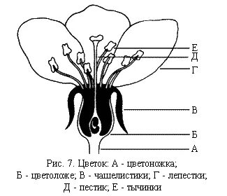 Цветок венчик зародыш