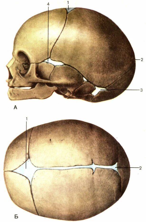 Роднички какие. Роднички черепа анатомия. Роднички новорожденного анатомия черепа. Швы и роднички черепа анатомия. Роднички у новорожденных анатомия.