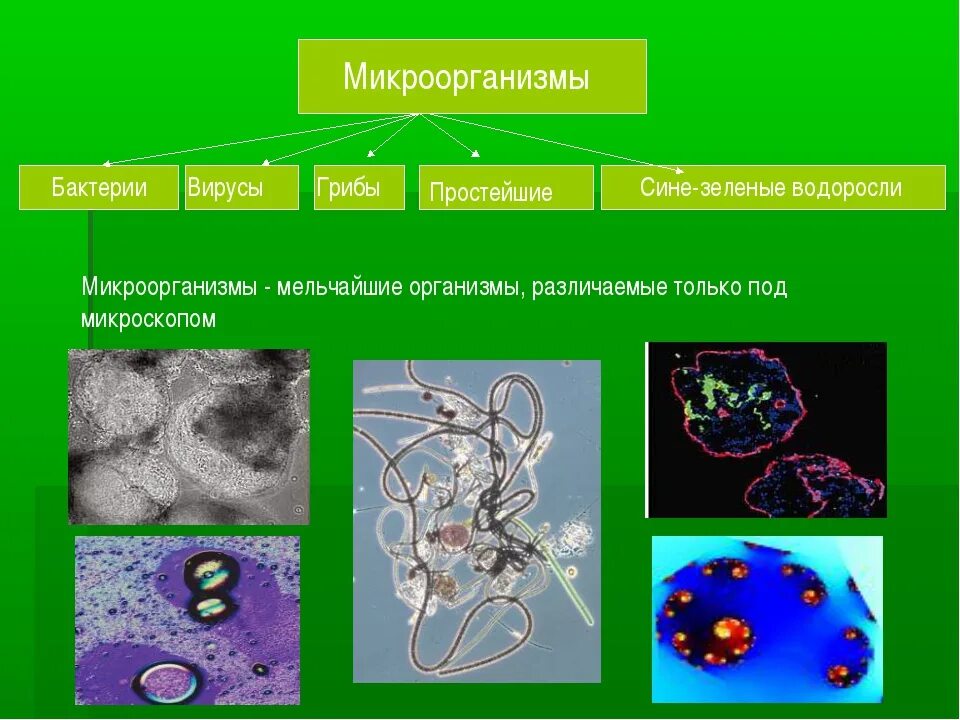 Биологии бактерии 9. Селекция микроорганизмов 11 класс. Селекция микроорганизмов искусственный отбор. Методы селекции микроорганизмов 11 класс. Селекция микроорганизмов презентация.