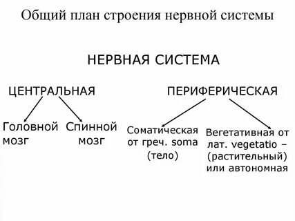 Общий план строения это