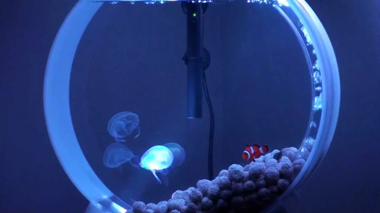 Содержание медуз. Аквариум led desktop jellyfish tank. круглый аквариум с медузами. аквариум медузятник. аквариум с медузами.