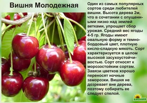 Вишня Молодежная высота. Крона вишни Молодежная. Вишня Молодежная описание. Вишня Молодёжная описание фото. Вишня молодежная описание фото отзывы морозостойкость