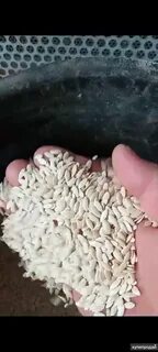 Купим семена огурцов оптом