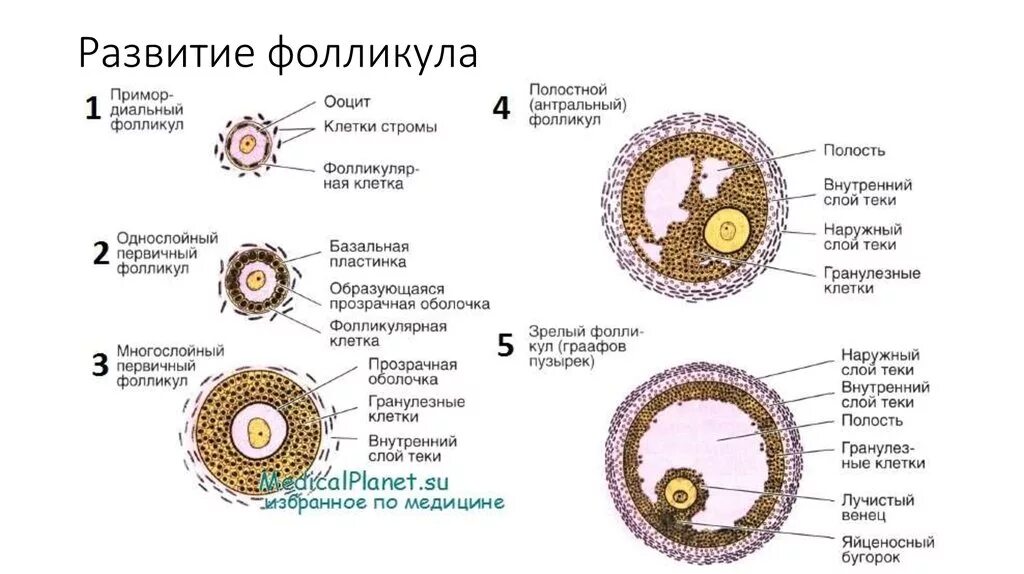 Формирование вторичной клетки