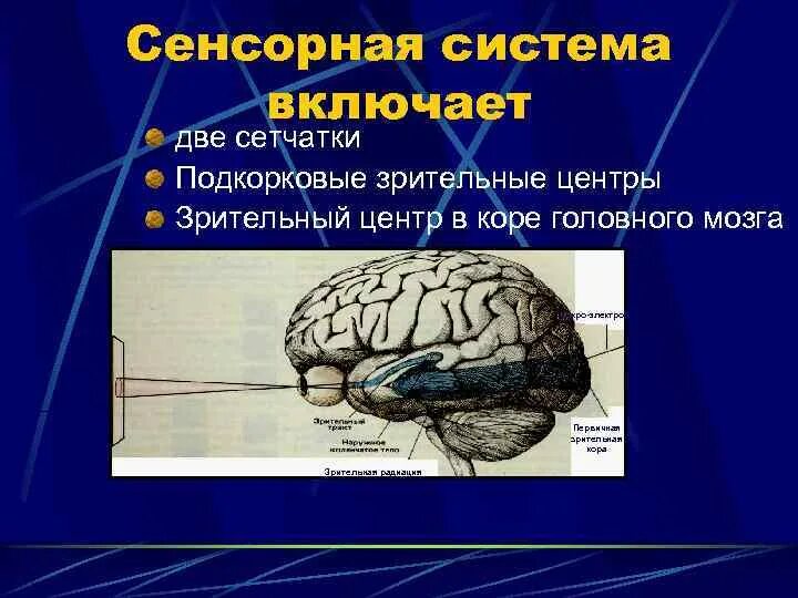 Центры зрительных ощущений. Подкорковые зрительные центры. центр зрения в мозге. корковый центр зрения.