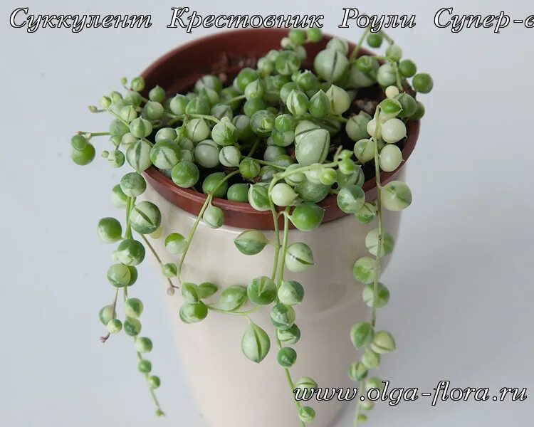 крестовник роули вариегатный. суккулент крестовник роули вариегатный. крестовник роули вариегатный. крестовник роули вариегатный. крестовник роули белый.