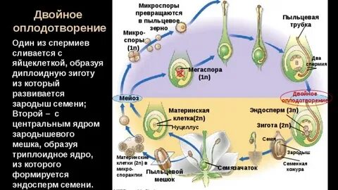 Из микроспор формируются яйцеклетки пыльцевые зерна пыльцевые