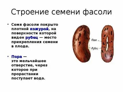 Состав семян биология