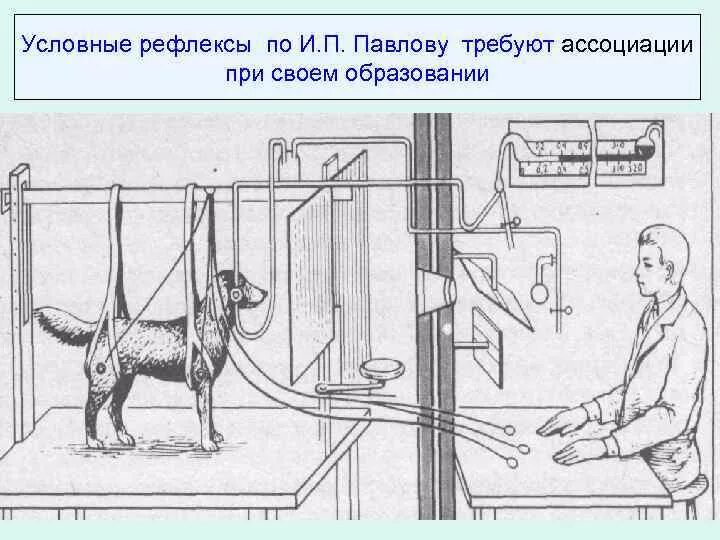 И п павлова рефлекс. Выработка условного рефлекса у собаки Павлова. Опыты Павлова на собаках условный рефлекс. Собака Павлова безусловный рефлекс.